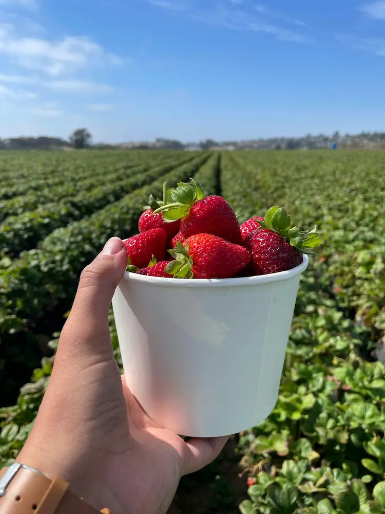 pick strawberries